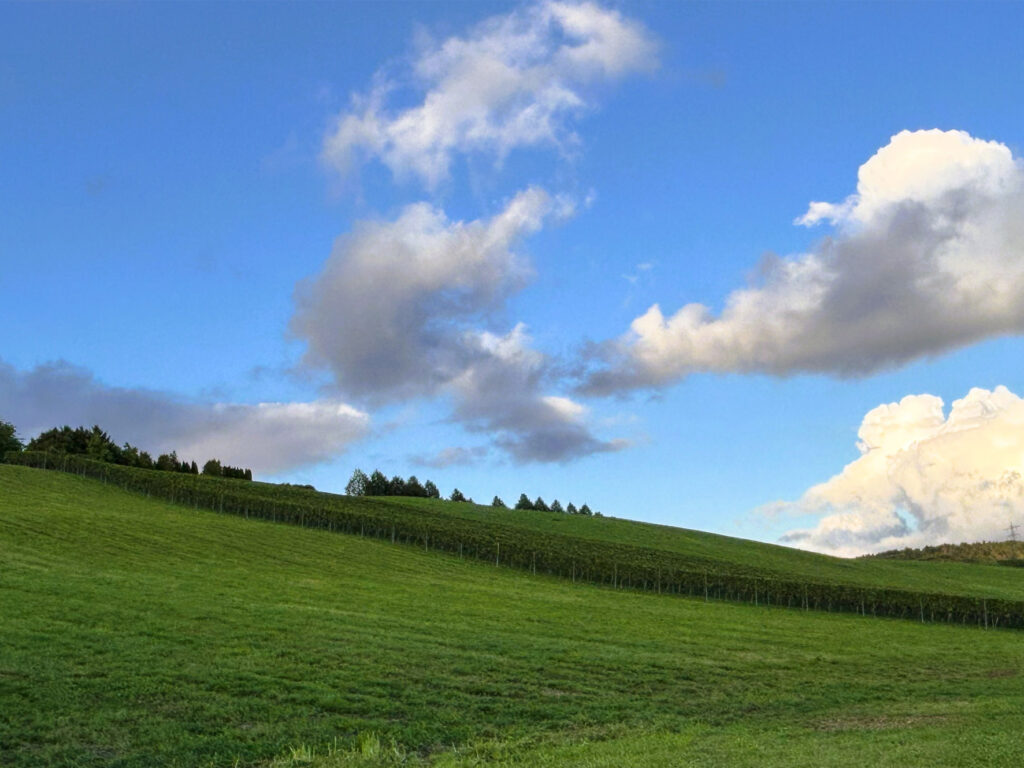 Weinanbau Bermatingen